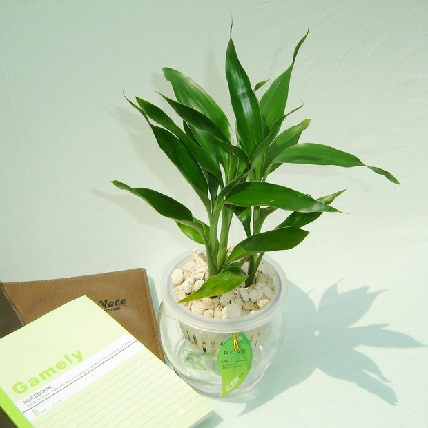 水培植物爛根怎么辦？綠植租擺爛根原因及處理方法詳解